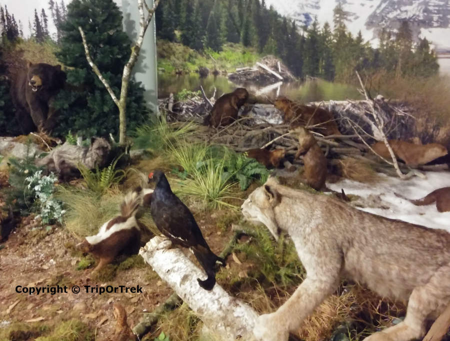 Parco_Faunistico_Cappeller_museo4