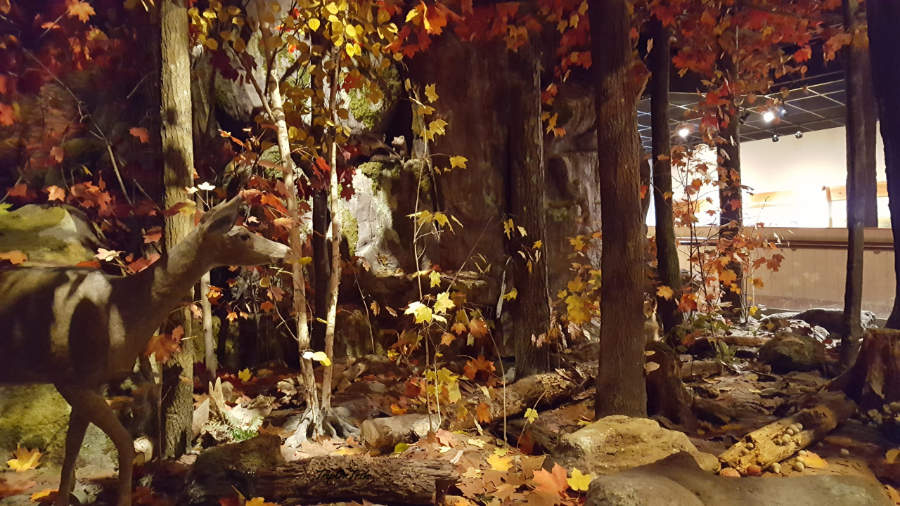 Royal Ontario Museum9