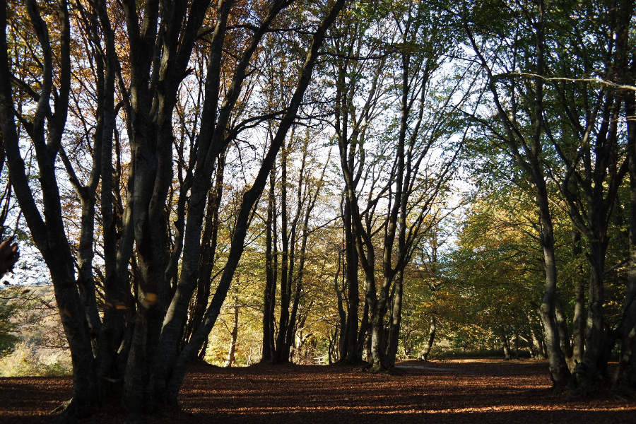 SAMSUNG CAMERA PICTURES