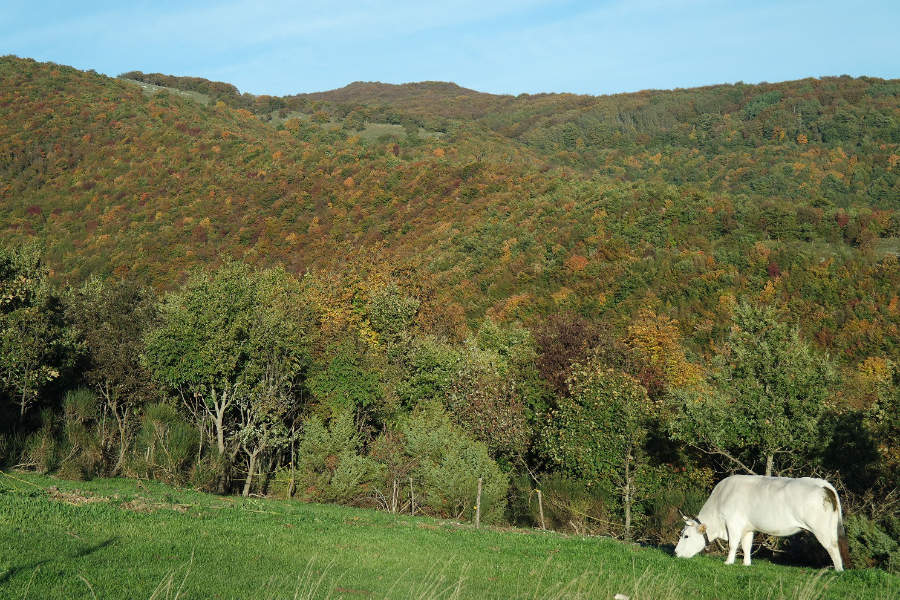 SAMSUNG CAMERA PICTURES