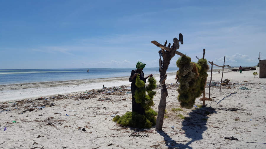 ZANZIBAR_Alghe