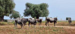 CAROVIGNO_MasseriaCarrone_Mucchepodoliche