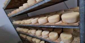 CAROVIGNO_MasseriaCorreo_Formaggi