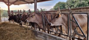 CAROVIGNO_Masseria_Correo_mucche