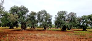CAROVIGNO_Piana_degli_Ulivi_secolari