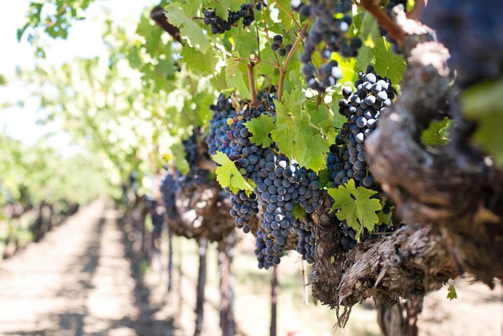Emilia_Wine_Experience_TripOrTrek