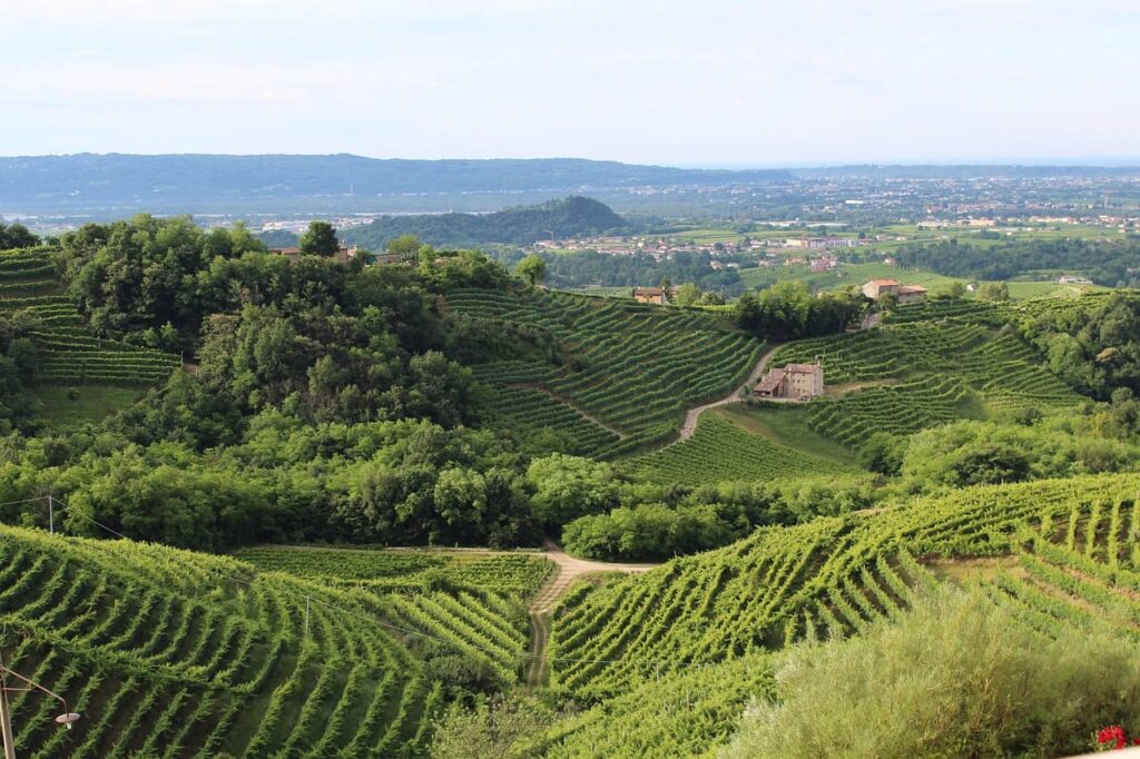Turista del vino